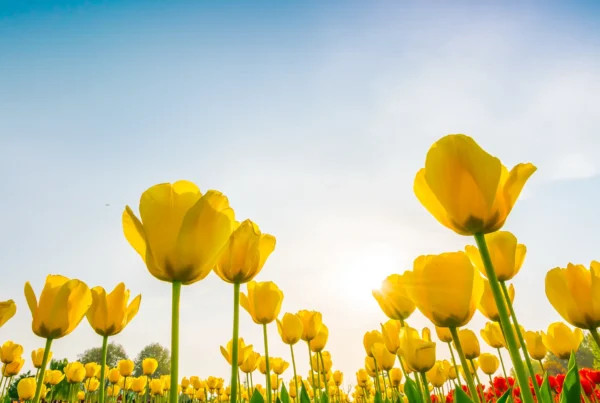 tulipani sbocciano a primavera