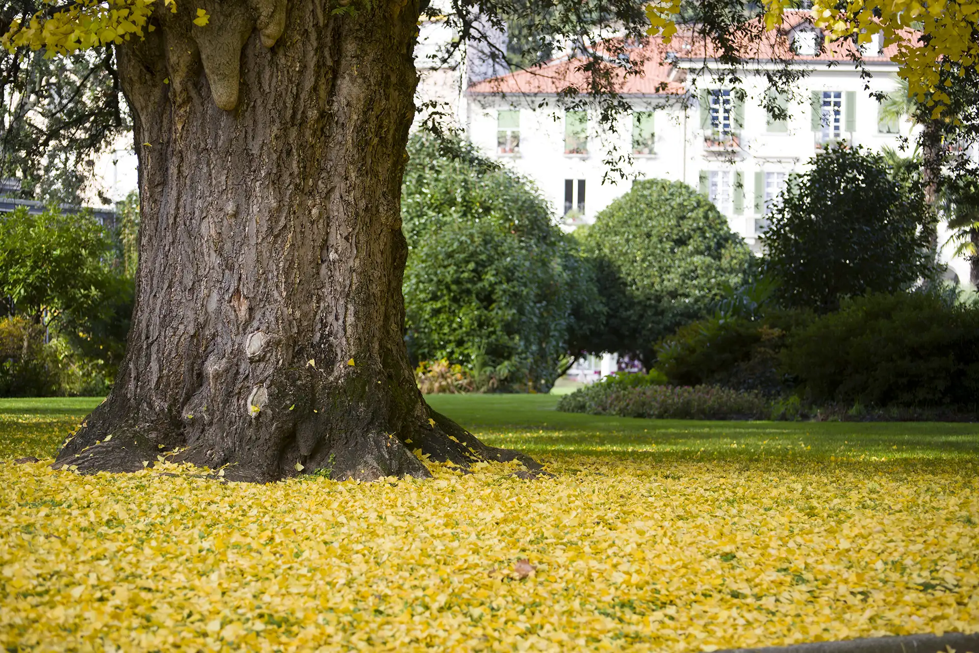 Grande albero in un giardino vivibile senza zanzare