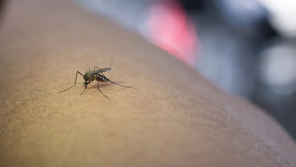 Zanzara che punge il braccio e succhia il sangue primo piano