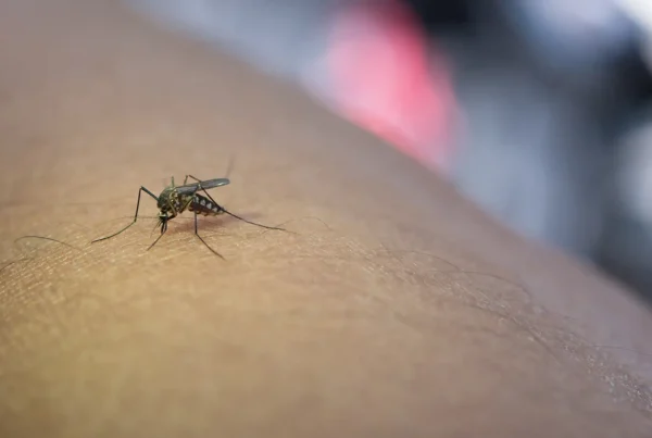 Zanzara che punge il braccio e succhia il sangue primo piano
