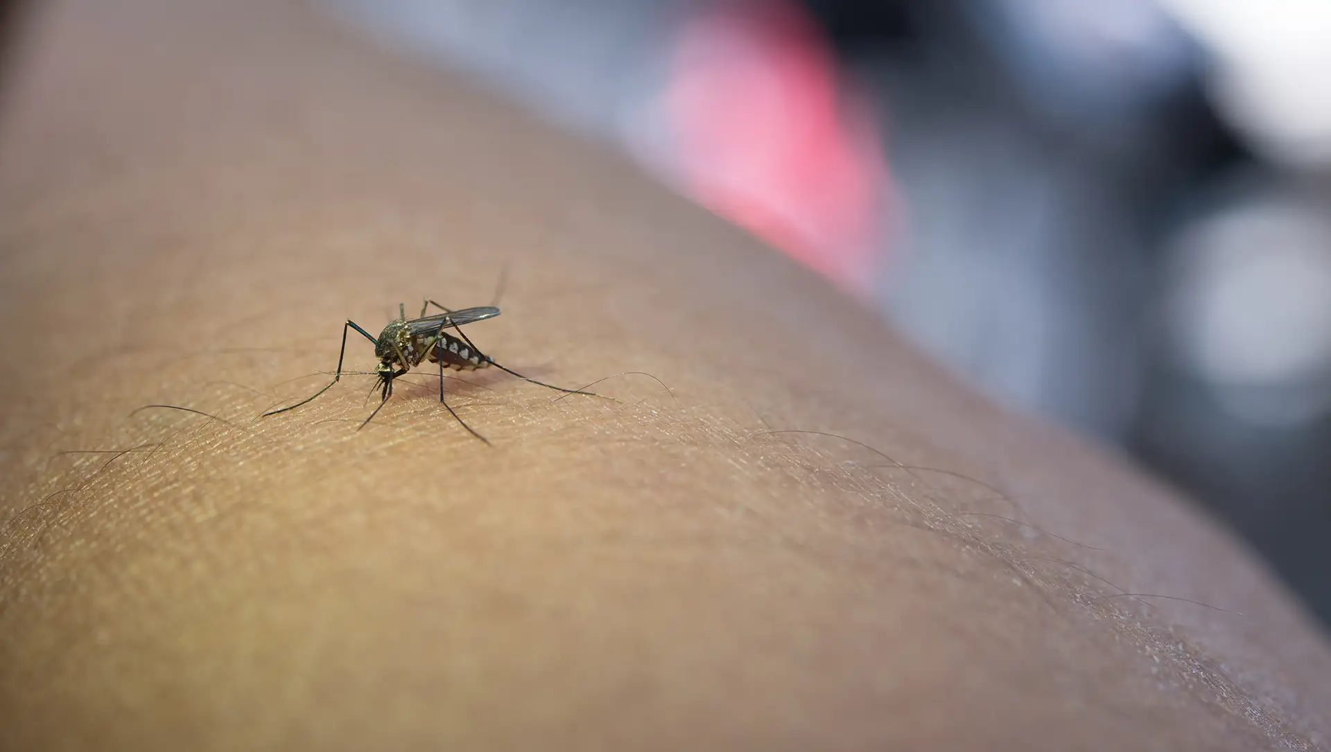 Zanzara che punge il braccio e succhia il sangue primo piano