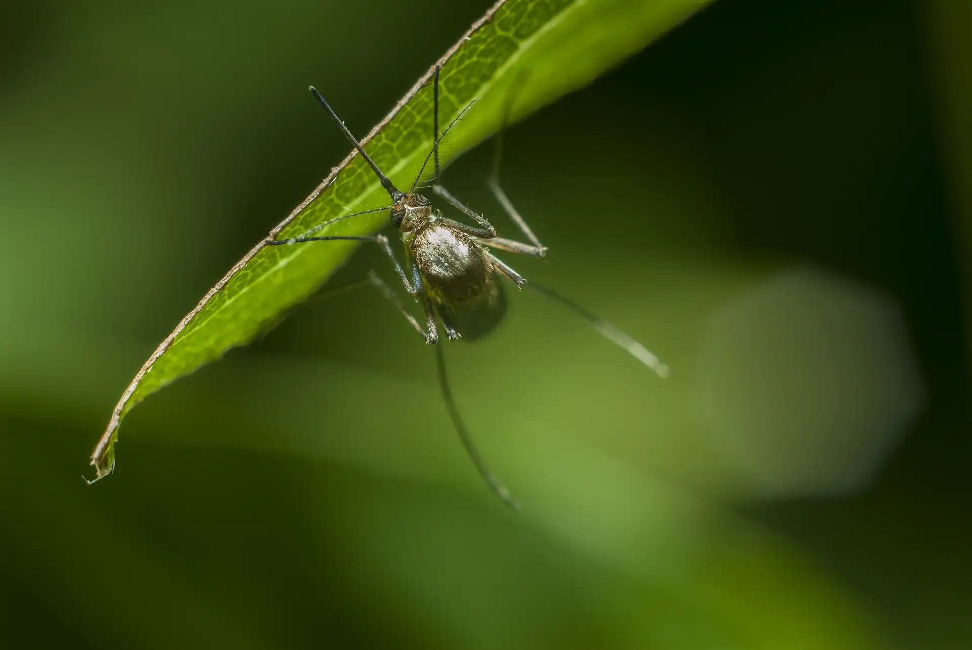 Zanzara posata sull erba del giardino
